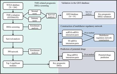 Integrative Bioinformatics Approaches to Screen Potential Prognostic Immune-Related Genes and Drugs in the Cervical Cancer Microenvironment